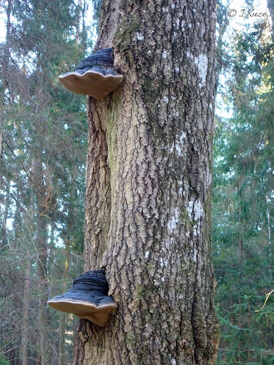Phellinus populicola